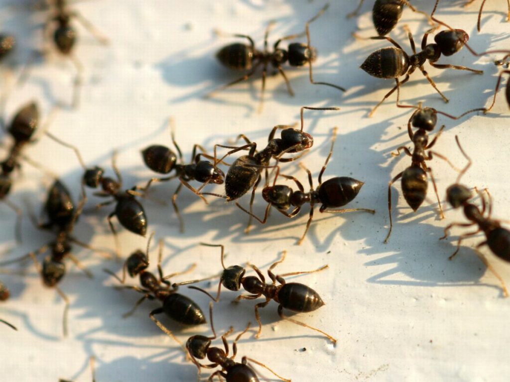 Ants Control Dublin