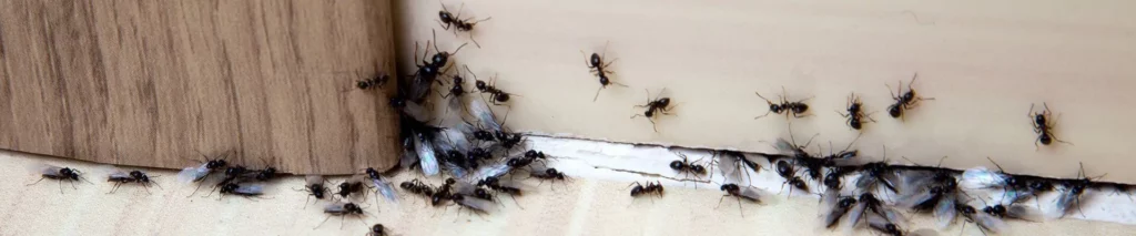 House Ants Control in Dublin