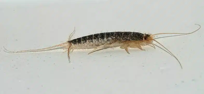 Silverfish Alert: Why They Appear in Autumn in Ireland`